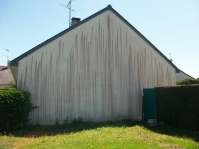 Algues "rouge de Roscoff"