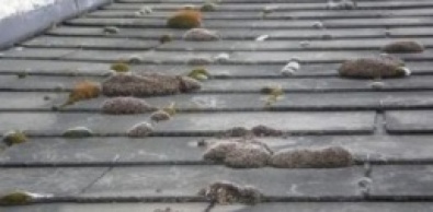 Mousses sur une toiture en tuiles